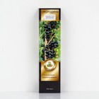 Смородина черная «Орловский вальс », перспективные сорта, саженец, 1 шт., туба - Фото 1