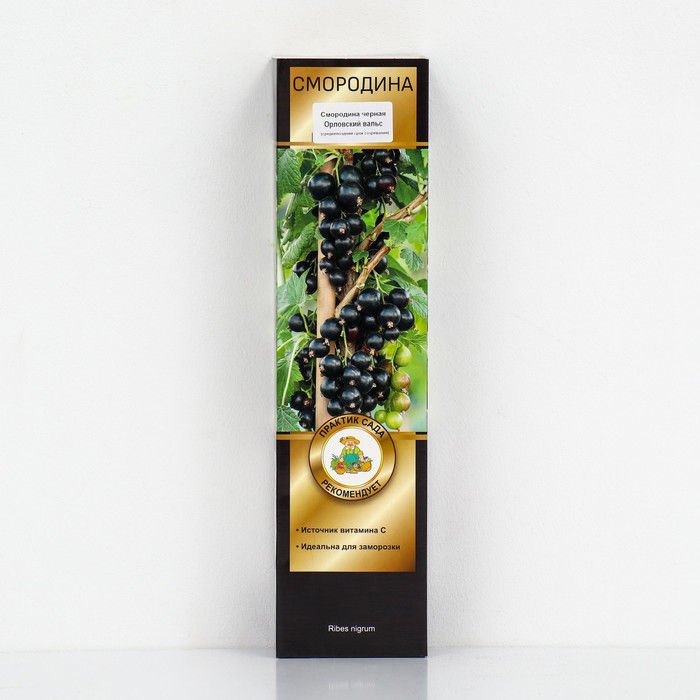 Смородина черная «Орловский вальс », перспективные сорта, саженец, 1 шт., туба - Фото 1