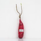 Смородина черная «Орловский вальс », перспективные сорта, саженец, 1 шт., туба - Фото 3