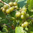 Смородина черная (зеленоплодные) «Изумрудное ожерелье», саженец, 1 шт., туба - Фото 4