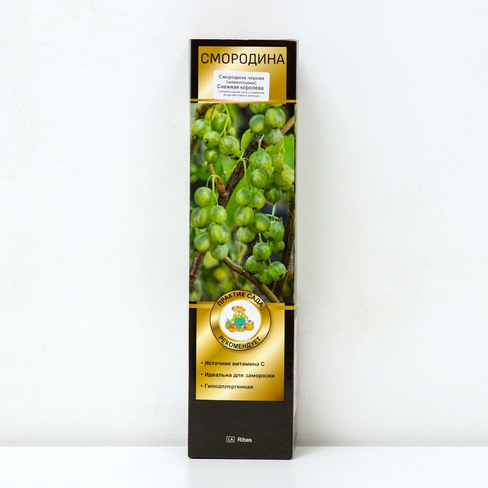 Смородина черная (зеленоплодные) «Снежная королева», саженец, 1 шт., туба - Фото 1