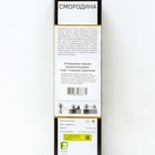 Смородина черная (зеленоплодные) «Снежная королева», саженец, 1 шт., туба - Фото 2