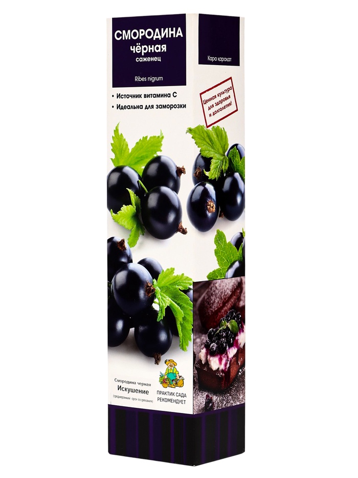Смородина черная «Искушение», традиционные сорта, саженец, плодовый, 1 шт., туба - Фото 1