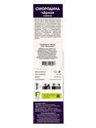 Смородина черная «Искушение», традиционные сорта, саженец, плодовый, 1 шт., туба - Фото 3