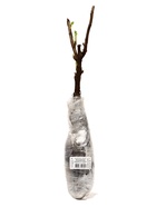 Смородина черная «Искушение», традиционные сорта, саженец, плодовый, 1 шт., туба - Фото 4