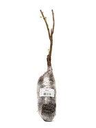 Смородина черная «Нара», традиционные сорта, саженец, плодовый, 1 шт., туба - Фото 4