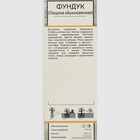 Фундук (Лещина обыкновенная) "Авелана", 1 шт, туба, Весна 2025 9582097