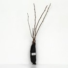 Фундук (Лещина обыкновенная) "Авелана", 1 шт, туба, Весна 2025 9582097