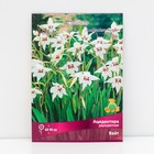 Ацидантера двухцветная «Вайт», 10 шт., р-р 6/8, Весна 2025 - Фото 1