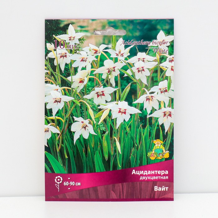 Ацидантера двухцветная «Вайт», 10 шт., р-р 6/8, Весна 2025 - Фото 1