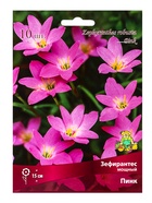 Зефирантес мощный Пинк, р-р 6/+, 10 шт, Весна 2025 - Фото 1