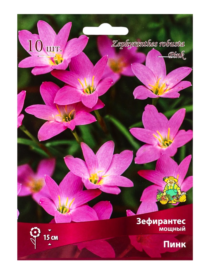 Зефирантес мощный Пинк, р-р 6/+, 10 шт, Весна 2025 - Фото 1