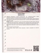 Зефирантес мощный Пинк, р-р 6/+, 10 шт, Весна 2025 - Фото 3