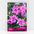 Инкарвиллея Делавея , 3 шт, р-р I, Весна 2026 9582113