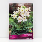 Инкарвиллея Делавея Сноутоп 3 шт., р-р I, Весна 2026 - Фото 1