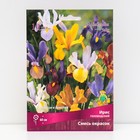 Ирис голландский «смесь окрасок» , луковица в перфорированном пакете, 10 шт., р-р 6/7 - Фото 1