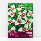 Тигридия павлинья Вайт, луковицы в пакете с перфорацией, 10 шт., р-р 5/7 - Фото 1