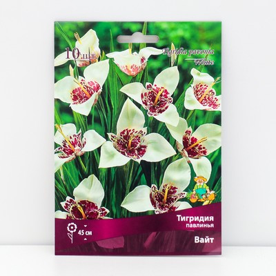 Тигридия павлинья Вайт, луковицы в пакете с перфорацией, 10 шт., р-р 5/7