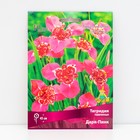 Луковица Тигридия павлинья Дарк-Пинк, 10 шт., р-р 5/7 - Фото 1