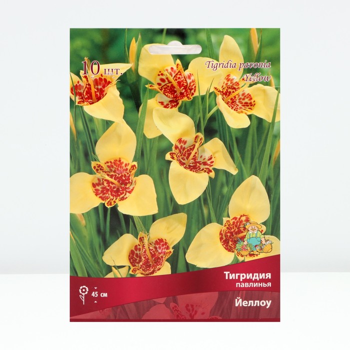 Луковица Тигридия павлинья Йеллоу, 10 шт., р-р 5/7 - Фото 1