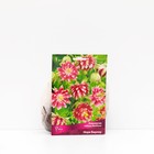 Аквилегия «гибрид МакКаны Нора Барлоу », корневище в торфогрунте, р-р I, 1 шт. - Фото 1