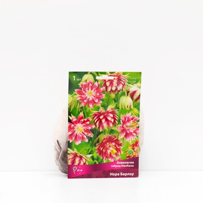 Аквилегия «гибрид МакКаны Нора Барлоу », корневище в торфогрунте, р-р I, 1 шт.