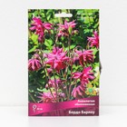 Аквилегия обыкновенная «Бордо Барлоу», корневище в пакете с торфогрунтом, 1 шт., р-р I - Фото 1