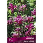 Аквилегия обыкновенная «Бордо Барлоу», корневище в пакете с торфогрунтом, 1 шт., р-р I - Фото 3