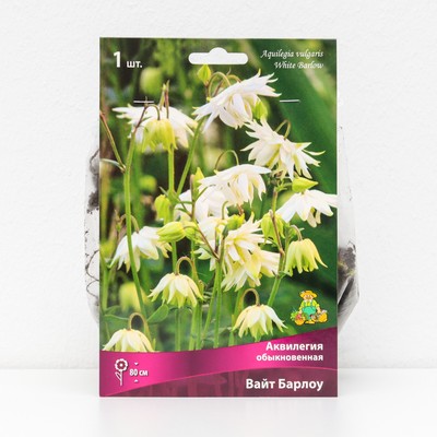 Аквилегия "обыкновенная Вайт Барлоу", 1 шт, р-р I, Весна 2025