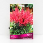 Астильба гибридная патио "Юник Кармин", 1 шт, р-р I, Весна 2024 - Фото 1