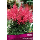 Астильба гибридная патио "Юник Кармин", 1 шт, р-р I, Весна 2024 - Фото 3
