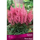 Астильба гибридная патио «Юник Пинк», 1 шт., р-р I, Осень 2025 9582140