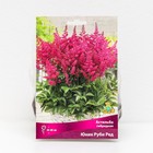 Астильба гибридная патио "Юник Руби Ред", 1 шт, р-р I, Весна 2024 - Фото 1