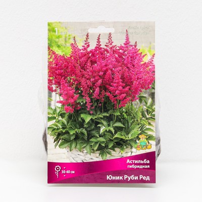 Астильба гибридная патио Юник Руби Ред 1 шт., р-р I Весна 2026