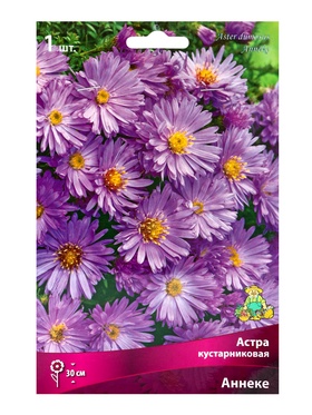 Астра кустарниковая «Аннеке», р-р I, 1 шт., Осень 2025
