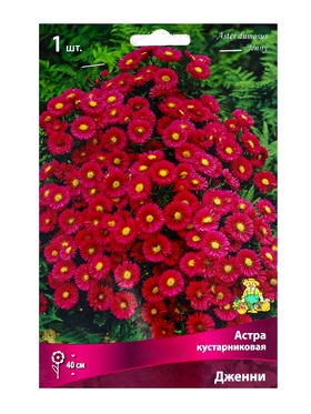 Астра кустарниковая Дженни, р-р I, 1 шт, Весна 2025