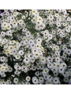 Астра новобельгийская «Вайт Ледиз», р-р I, 1 шт., Осень 2025 - Фото 1