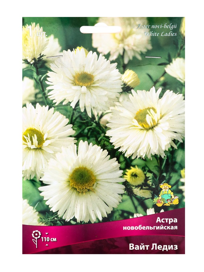 Астра новобельгийская «Вайт Ледиз», р-р I, 1 шт., Осень 2025 - Фото 1