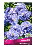 Астра новобельгийская «Мари Баллард», корневище в пакете с торфогрунтом, р-р I, 1 шт. - Фото 1