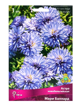 Астра новобельгийская «Мари Баллард», корневище в пакете с торфогрунтом, р-р I, 1 шт.
