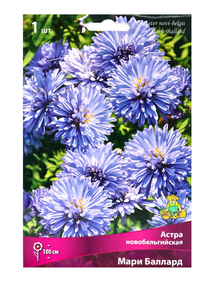 Астра новобельгийская «Мари Баллард», корневище в пакете с торфогрунтом, р-р I, 1 шт. - Фото 1