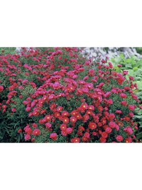 Астра новобельгийская «Ройял Руби», р-р I, 1 шт., Весна 2025