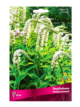 Вербейник ландышевый, р-р I, 1 шт., Осень 2025