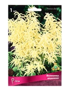 Волжанка двудомная р-р I, 1 шт. Весна 2026 - Фото 1