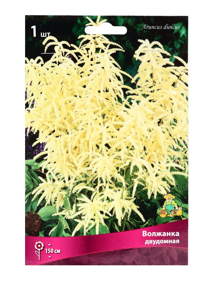 Волжанка двудомная р-р I, 1 шт. Весна 2026 - Фото 1