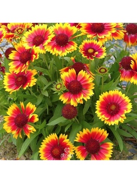 Гайллардия 