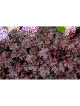 Гейхера (Хеухера) 