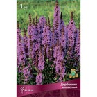 Дербенник иволистный 1 шт., р-р I, Весна 2026 - Фото 3