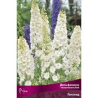 Дельфиниум "тихоокеанский Галахад ", 1 шт, р-р I, Весна 2025 - Фото 3