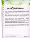 Императа цилиндрическая «Ред Барон», 1 шт., Весна 2026, «ПОИСК» - Фото 2